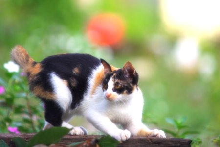 Animal Blur Cat