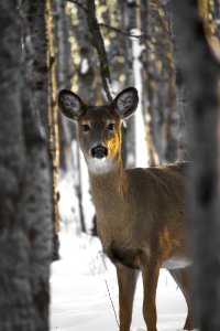 Animal Photography Buck photo
