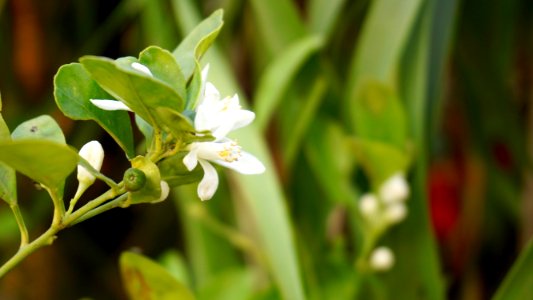 Beautiful Flowers Bloom photo