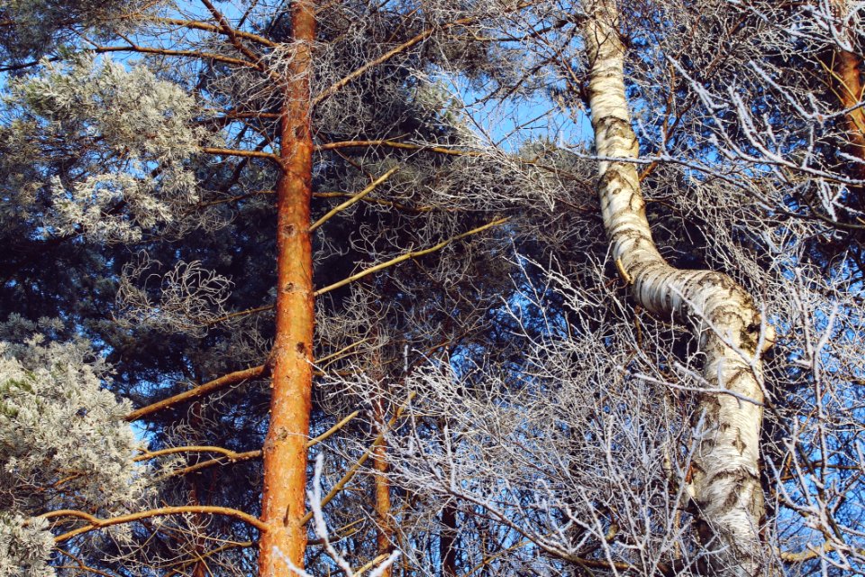 Branches Landscape Outdoors