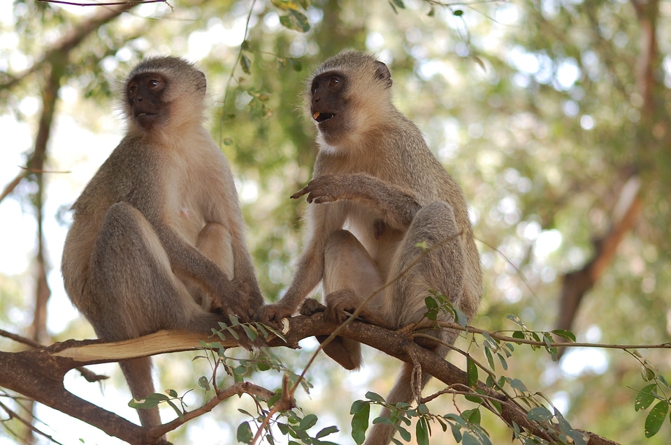 Animal wildlife wild