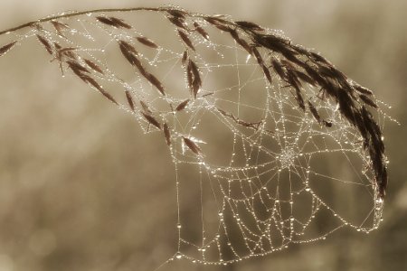 Cobweb Cobwebs Macro
