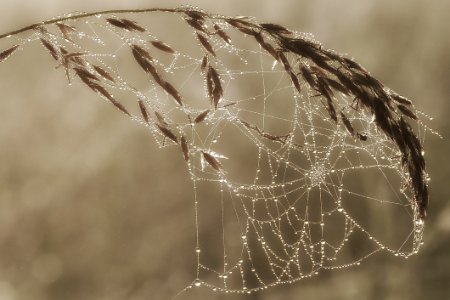 Cobweb Cobwebs Macro photo