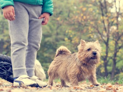 Animal Autumn Boy