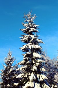 Blue Cold Conifer photo
