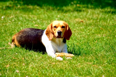 Adorable Animal Beagle