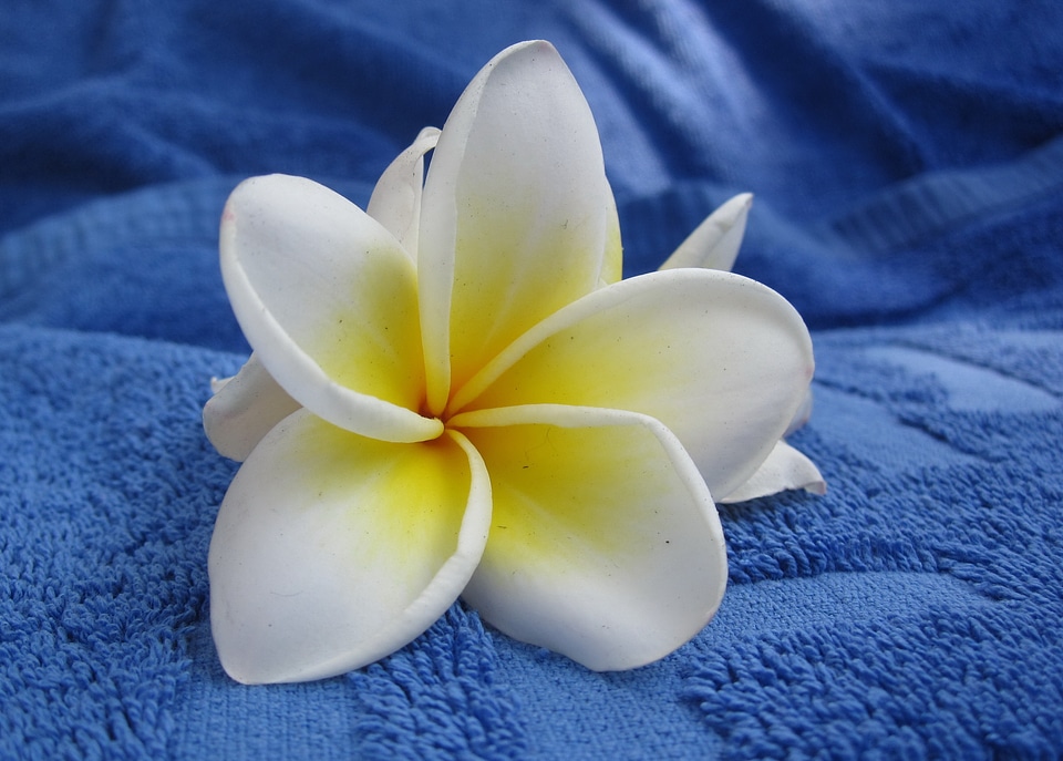 Blue summer inflorescence