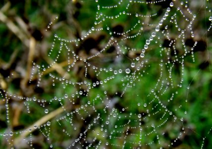 Close-up Cobweb Dew photo