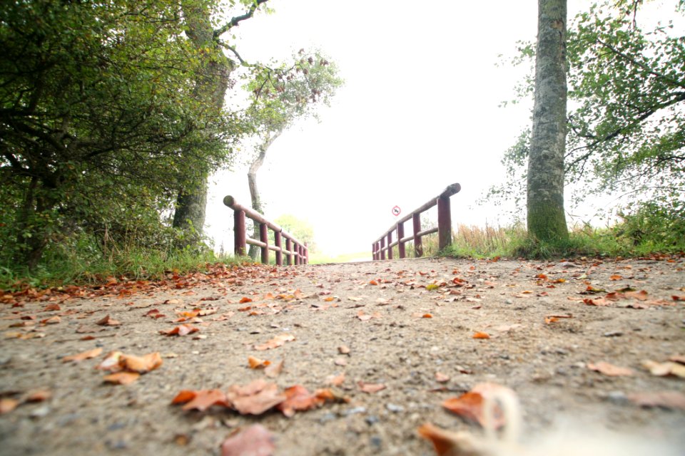 Autumn Bridge Daylight