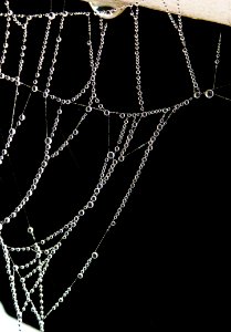 Cobweb Dew Spider photo