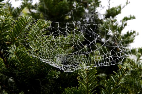 Bright Close-up Cobweb photo