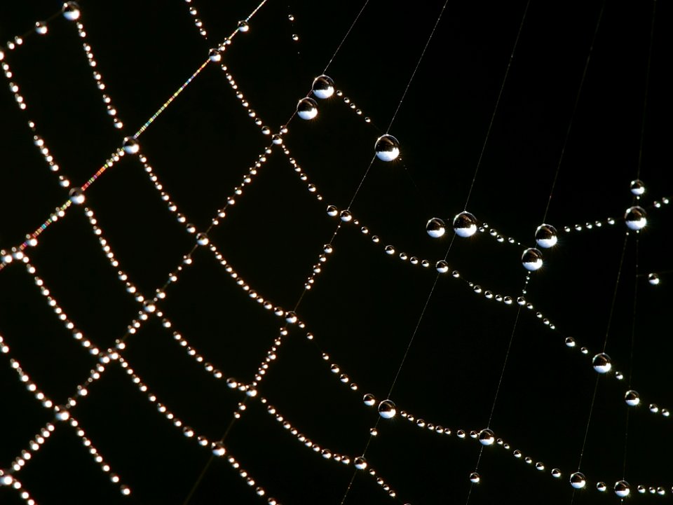 Abstract Arachnid Close-up