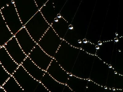 Abstract Arachnid Close-up