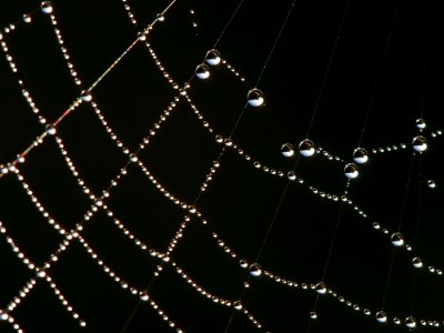 Abstract Arachnid Close-up photo