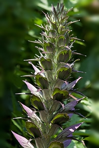Flora plant green