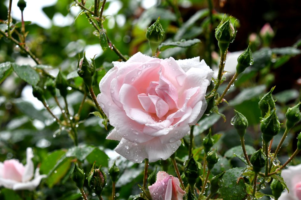 Beautiful Bloom Blooming photo