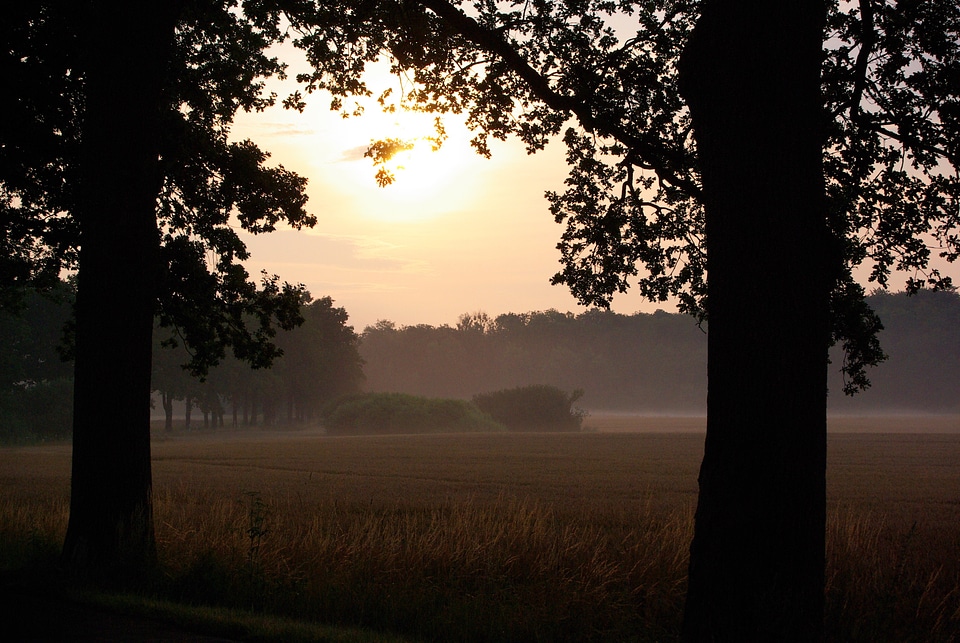 Nature field forest