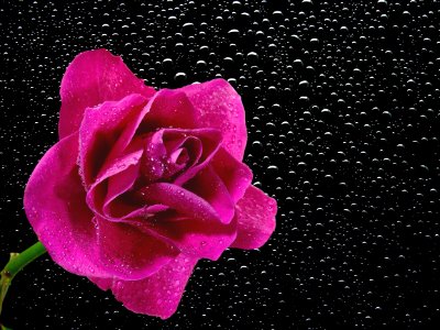 Bloom Blossom Dew