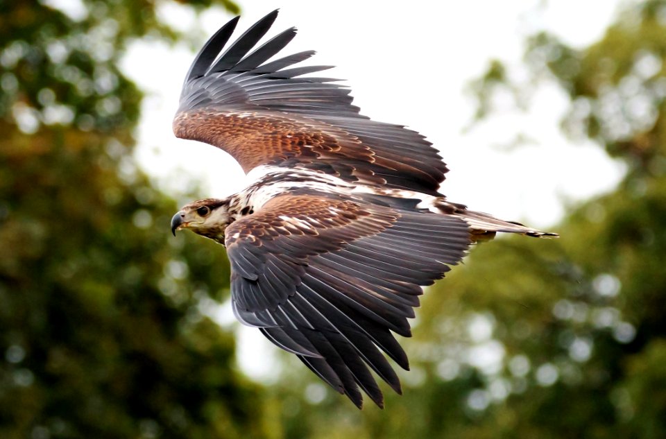 Animal Avian Beak photo