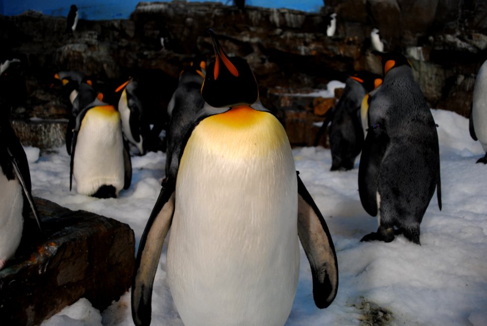 Animal Antarctic Bird