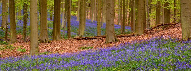 Flora Flowers Forest