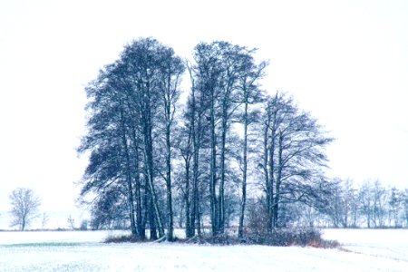 Cold Countryside Fog photo