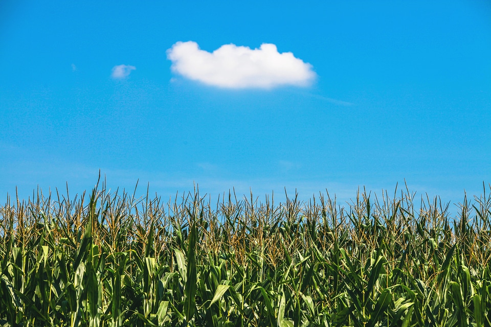 Field nature sky photo