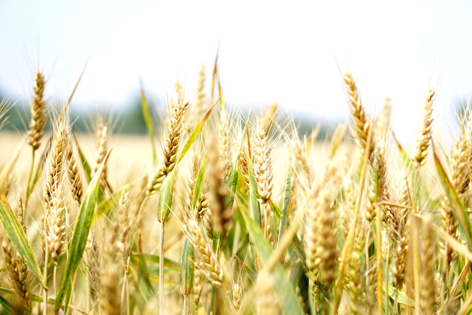 Agriculture Arable Barley