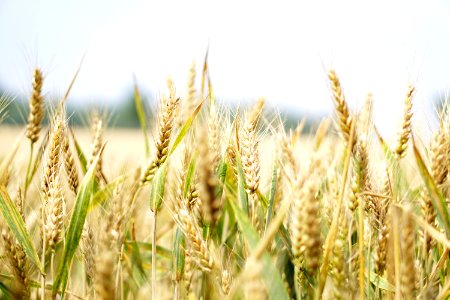 Agriculture Arable Barley photo