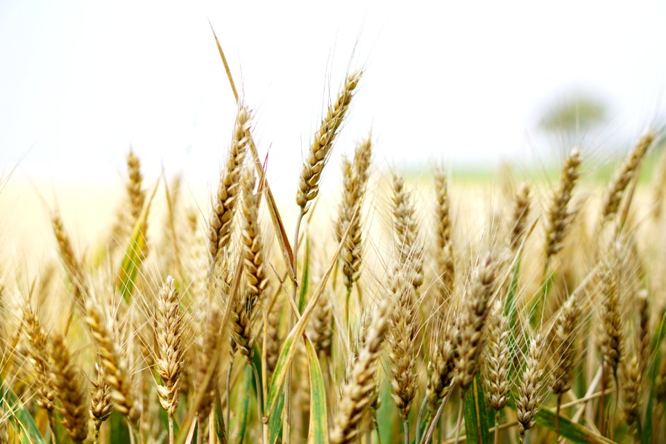 Agriculture Arable Barley