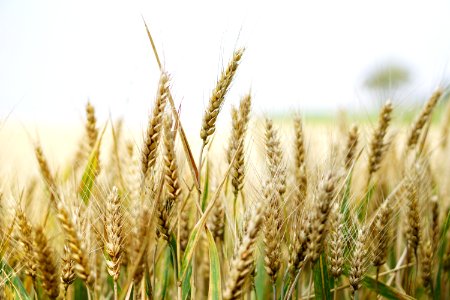 Agriculture Arable Barley
