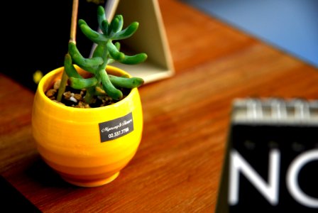 Decoration Macro Plant