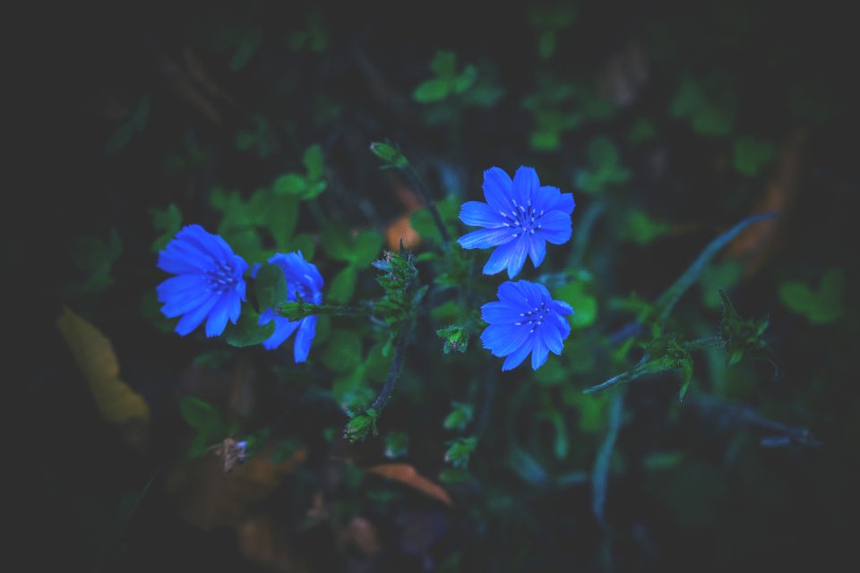 Bloom Blooming Blossom