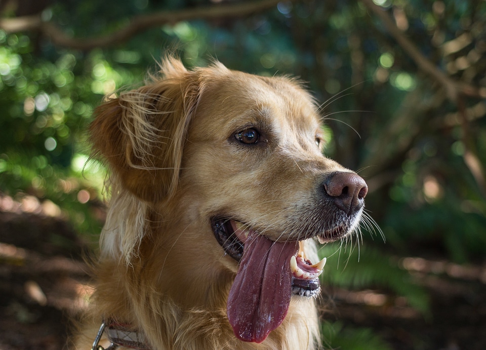 Pet canine domestic