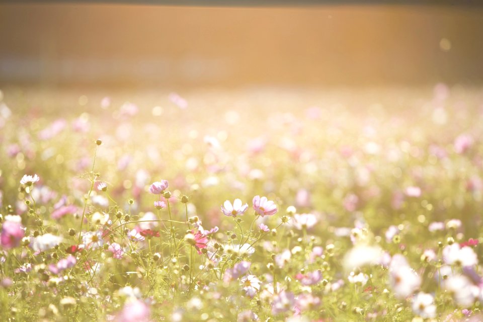Background Backlight Blur