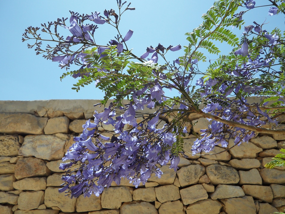 Bloom blossom bloom