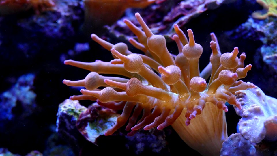 Anemone Aquarium Aquatic