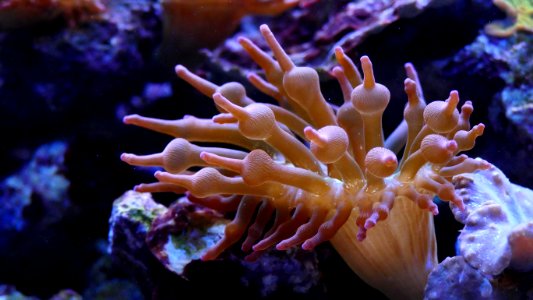 Anemone Aquarium Aquatic