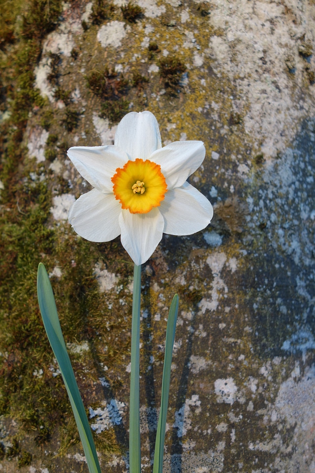 Bloom yellow plant photo