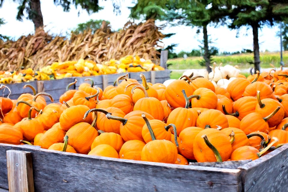 Agriculture Autumn Cropland