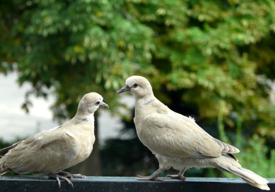 Animal Avian Beak photo