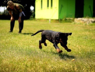 Action Adorable Animal