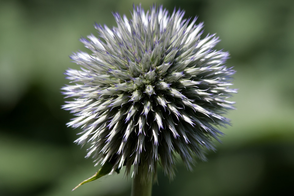 Flora plant green