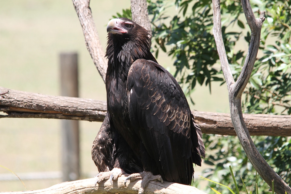 Bird of prey bird raptor photo