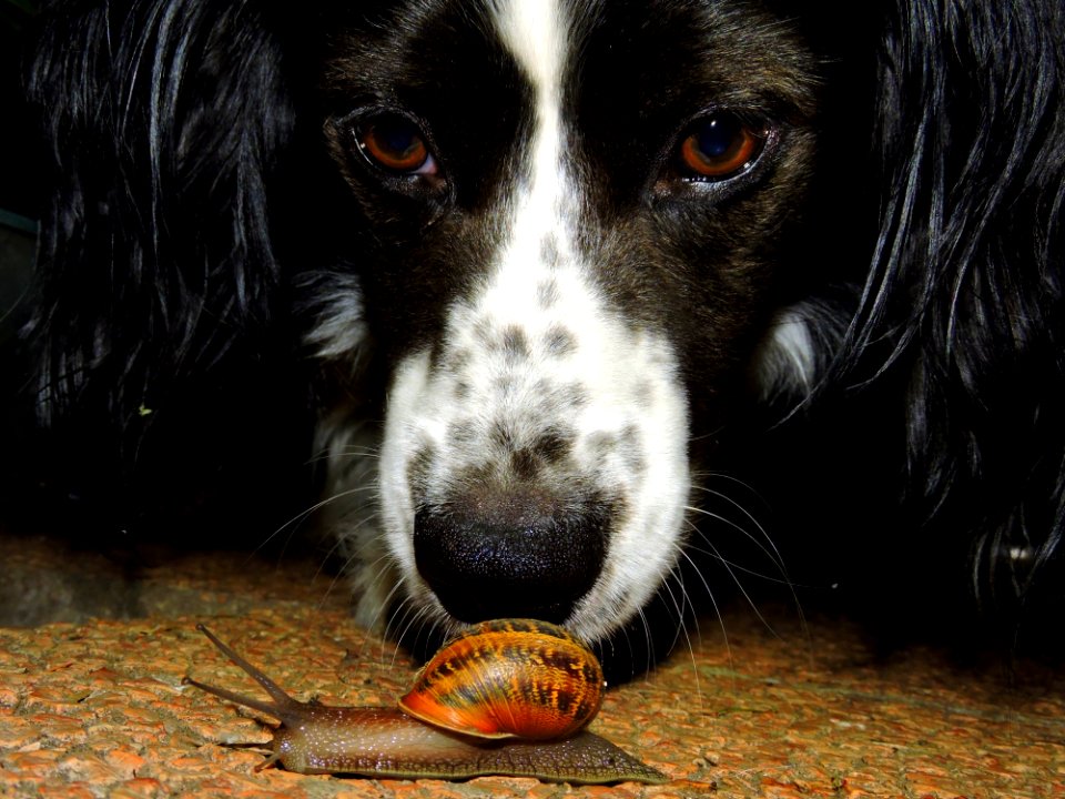 Adorable Animal Breed
