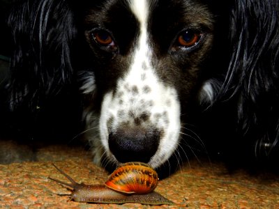 Adorable Animal Breed