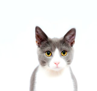 Adorable Animal Photography