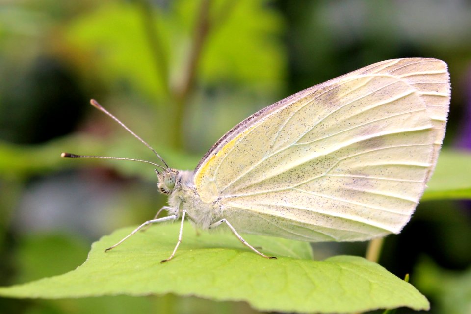 Butterfly Close-up Insect