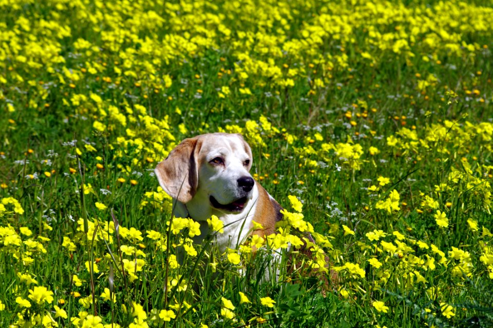 Animal Bloom Blossom