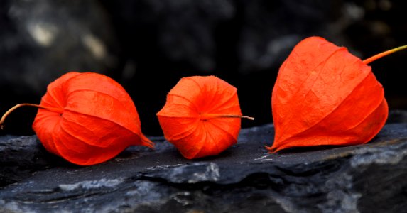 Autumn Beautiful Bloom